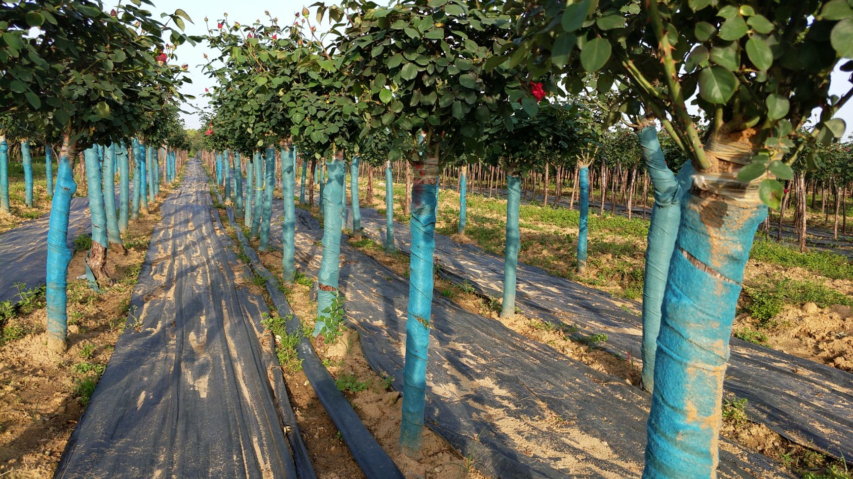  5公分树状月季 月季树 高杆月季 南阳月季种植基地直供