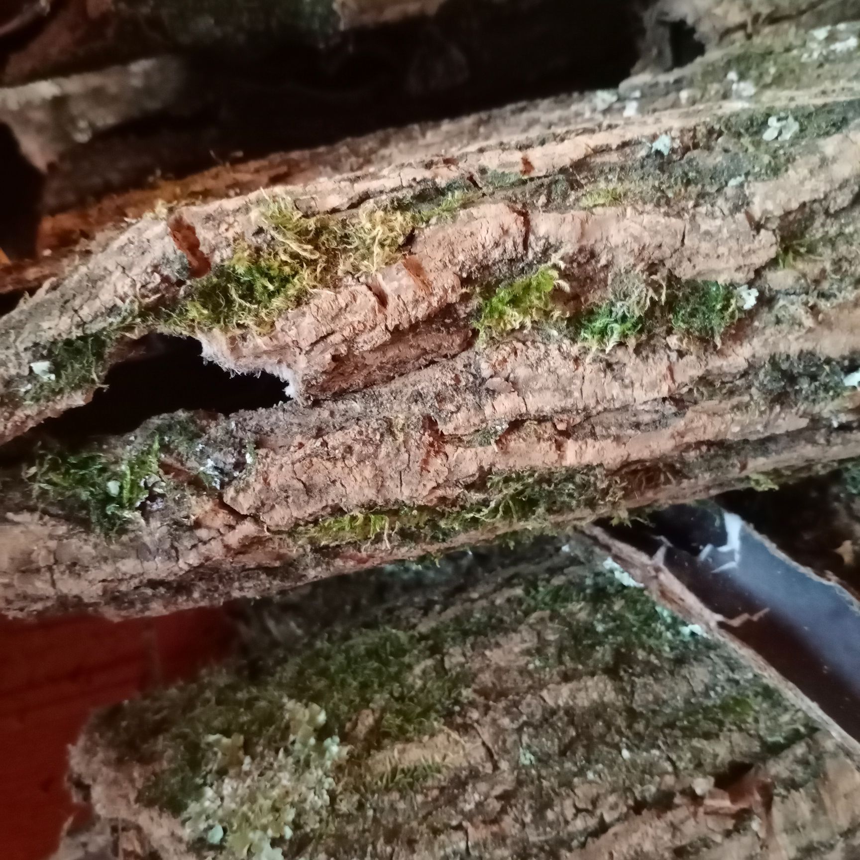 产地直供杜仲皮，2021年大货批发零售，欢迎订购，