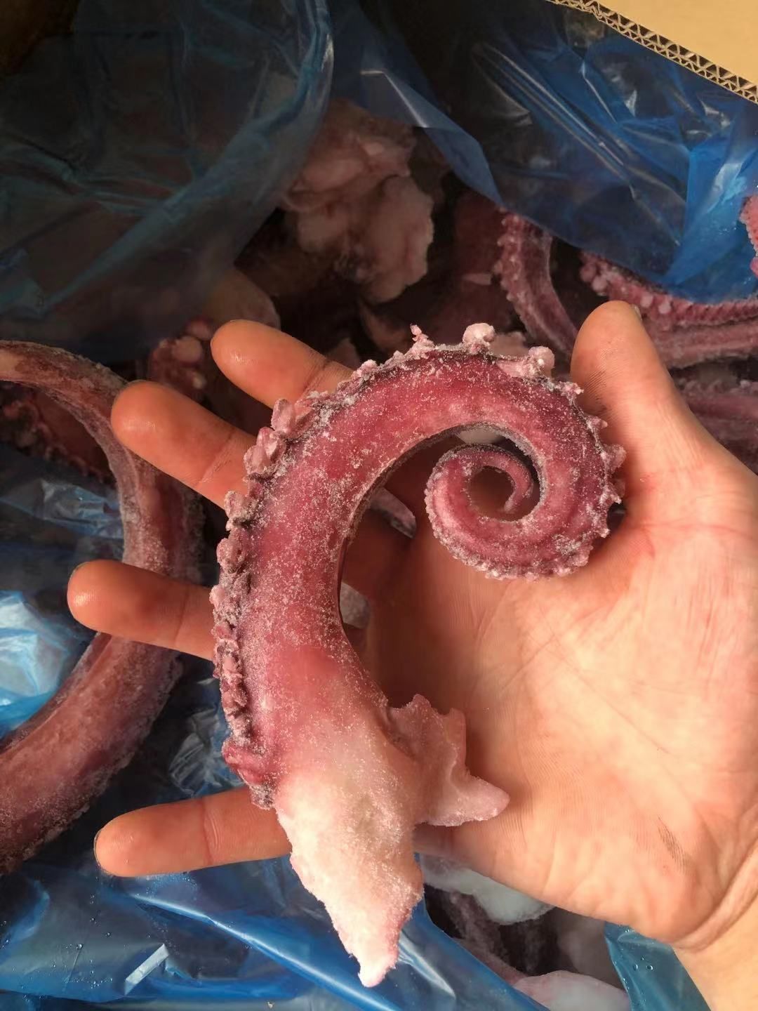 鱿鱼须（足）   个大   价格不贵   烧烤佳品