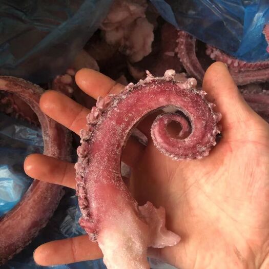 连云港鱿鱼须（足）   个大   价格不贵   烧烤佳品