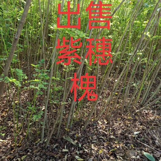 定州市河北定州紫穗槐营养杯多分枝大小敦树苗绿化苗木