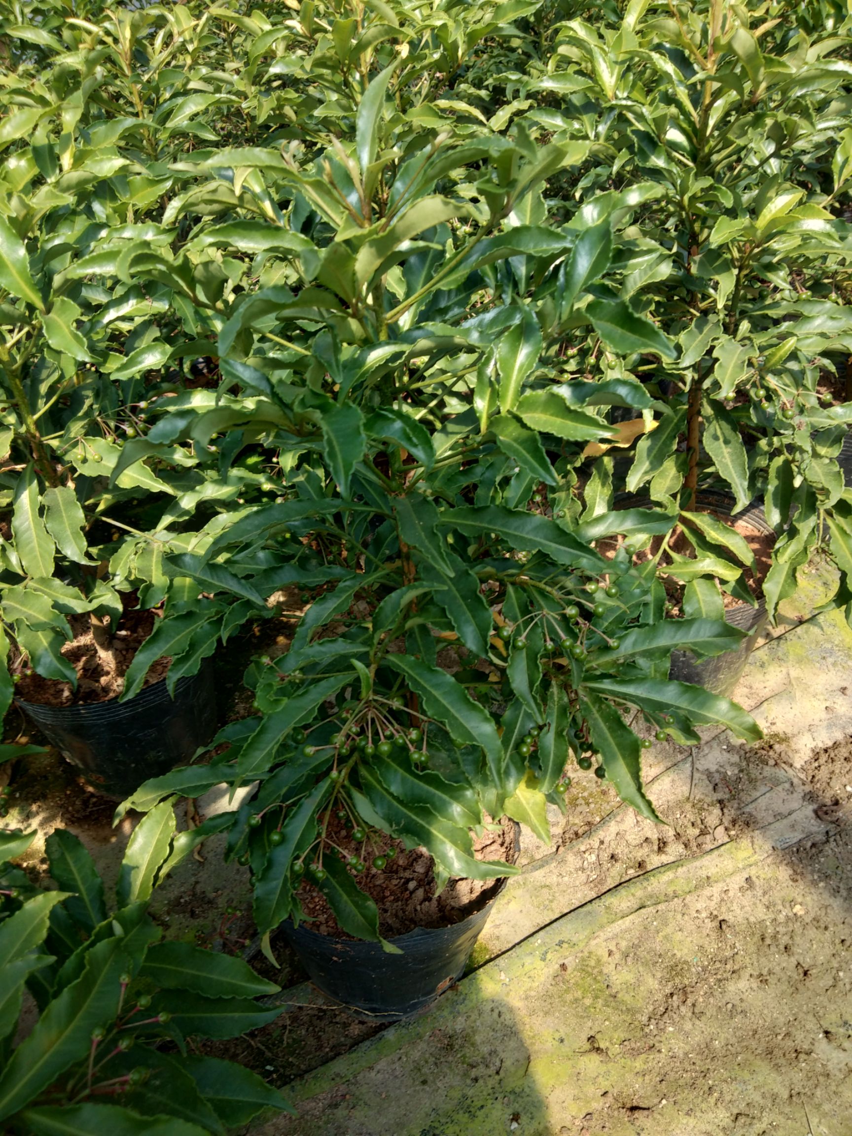 富贵籽盆栽  自家花场18杯本地红富贵籽