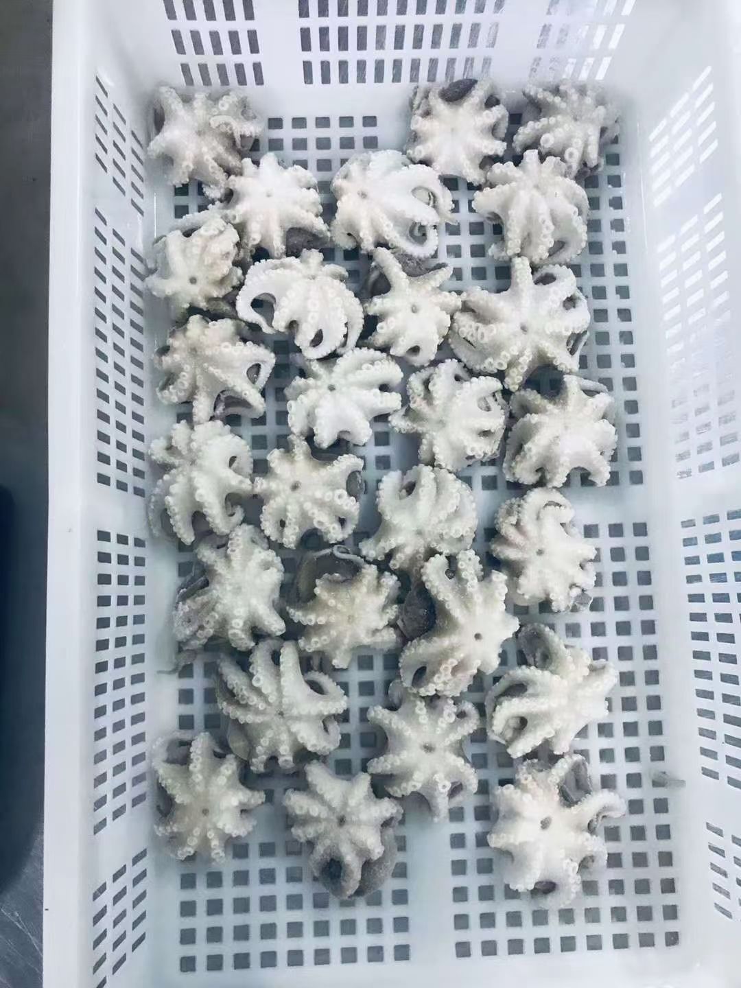 章鱼  三去盐揉小八爪 规格20/40  40/60  60