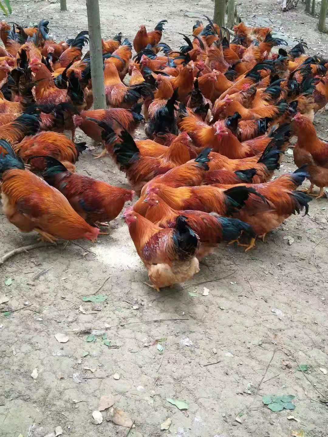 土鸡苗 桂香土鸡苗 灵山土鸡苗&土1.5 土2苗 孵化场直供