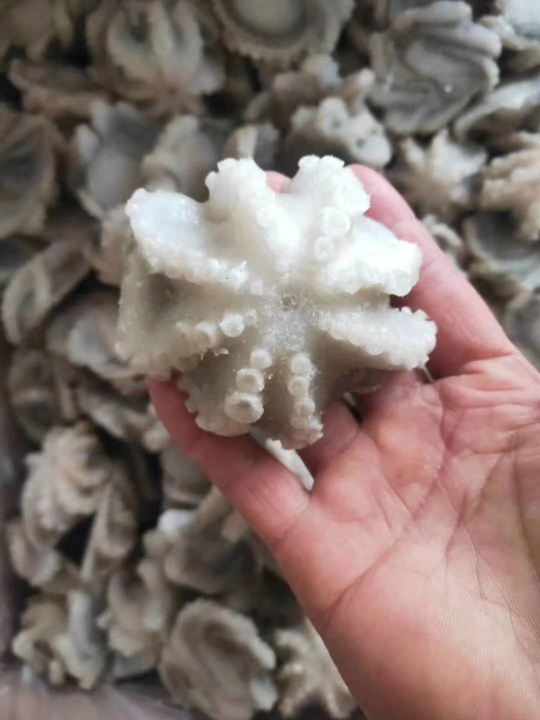 章鱼  三去盐揉小八爪 规格20/40  40/60  60