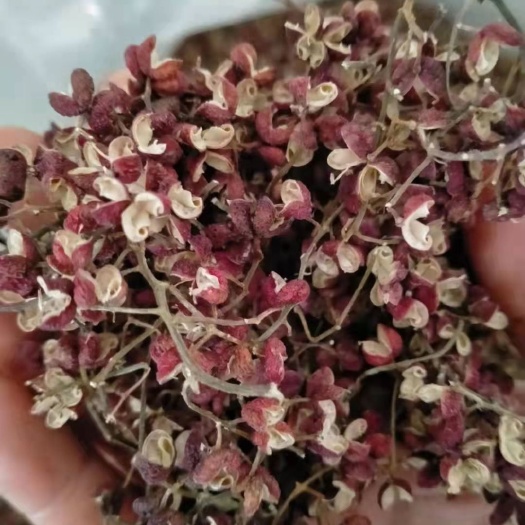 洛阳大红袍花椒