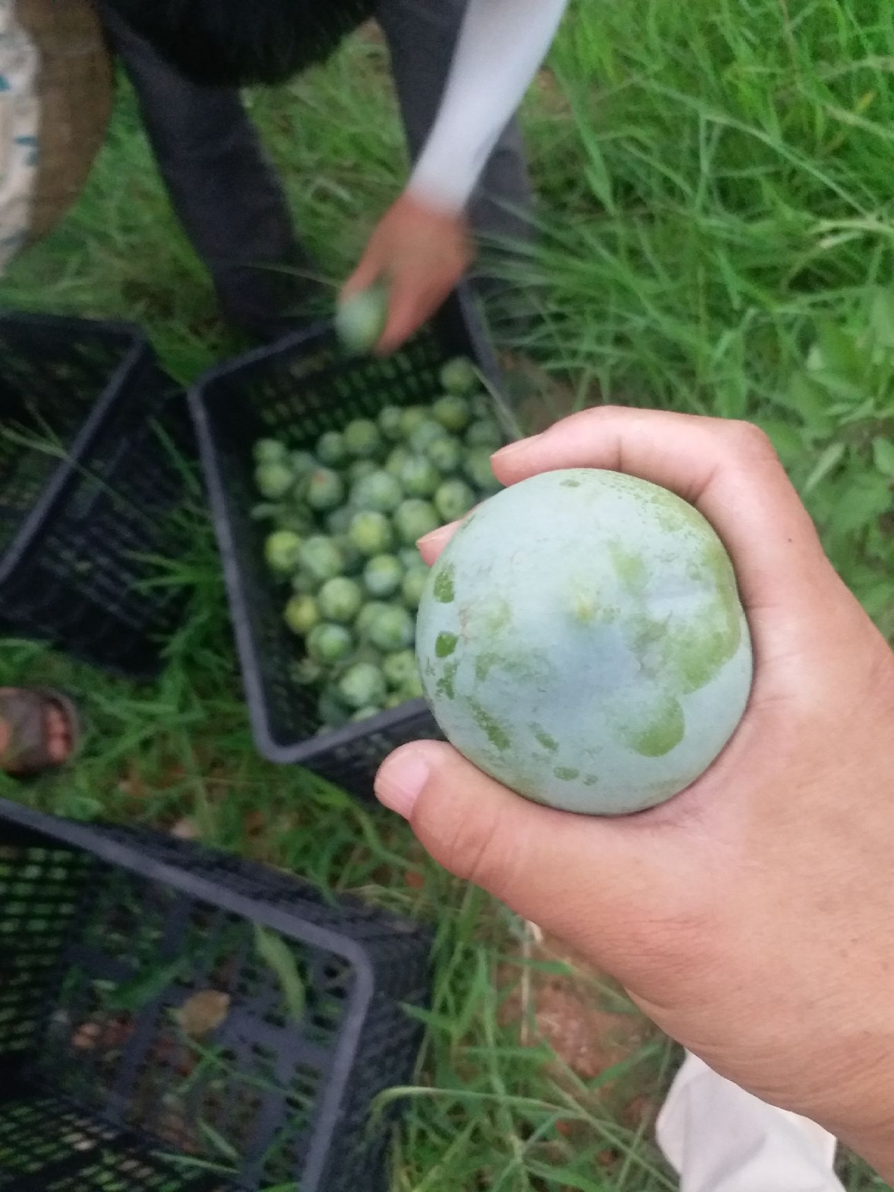  脆甜多汁的奈李，个大味美