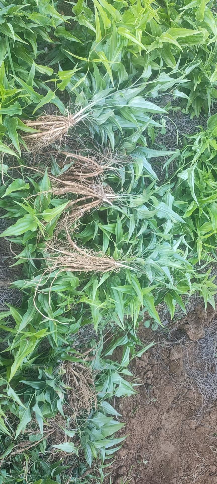 高产量红花百部苗，基地直供，欢迎与各位老板合作共赢