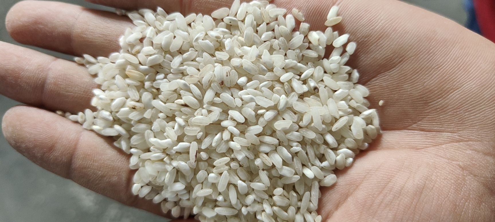 大黄米  鸡米、酒米、粉米