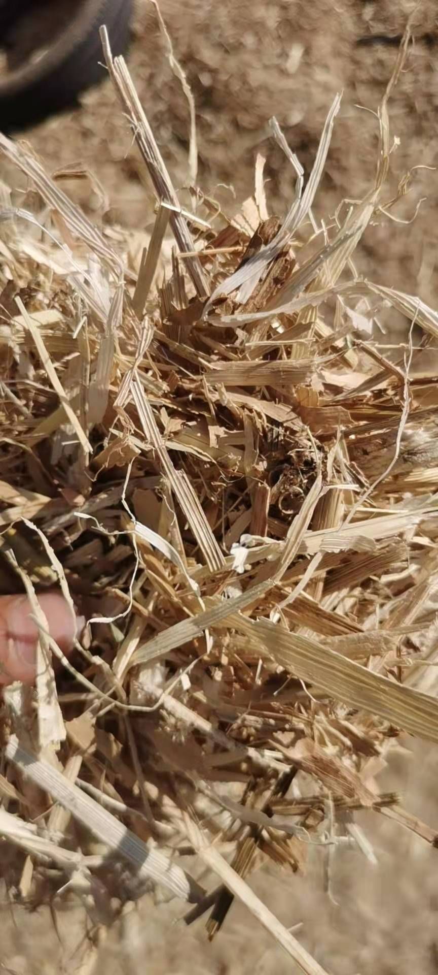 揉丝除尘玉米秸秆，宁夏大田无土无膜