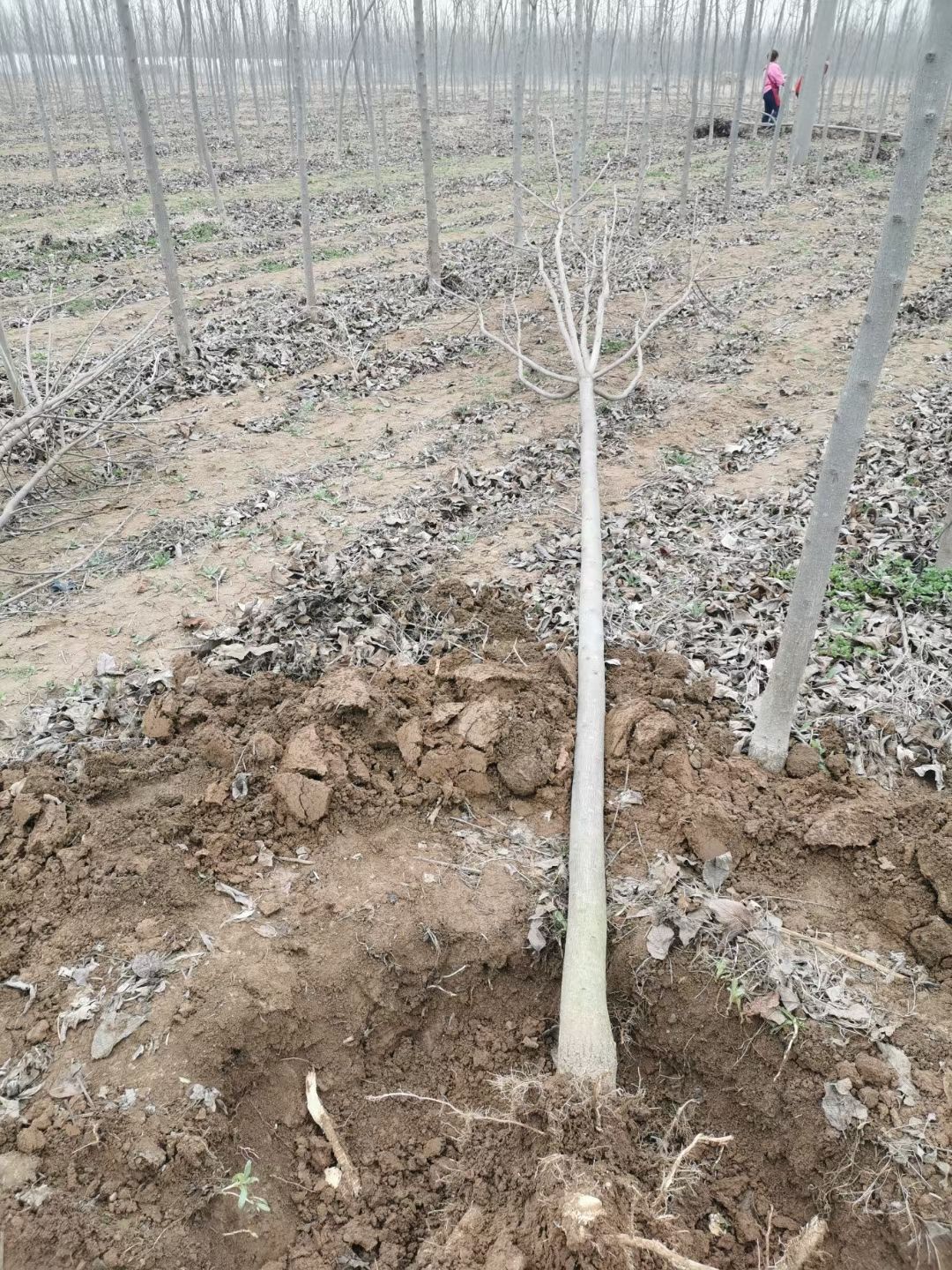 米径3公分杜仲树