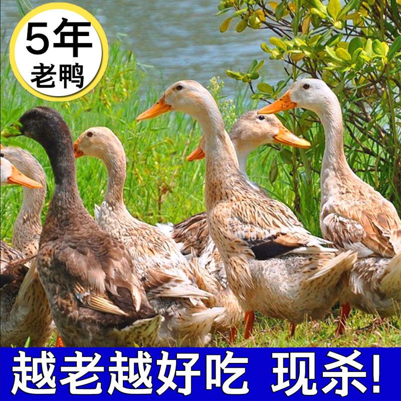 【5年老鸭子】散养土鸭现杀老鸭鸭肉笨鸭水鸭新鲜鸭子整只麻鸭