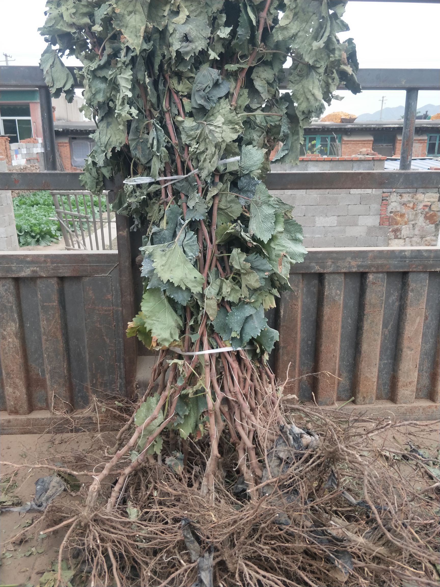 蓝宝石葡萄苗  2年生建园建院葡萄苗