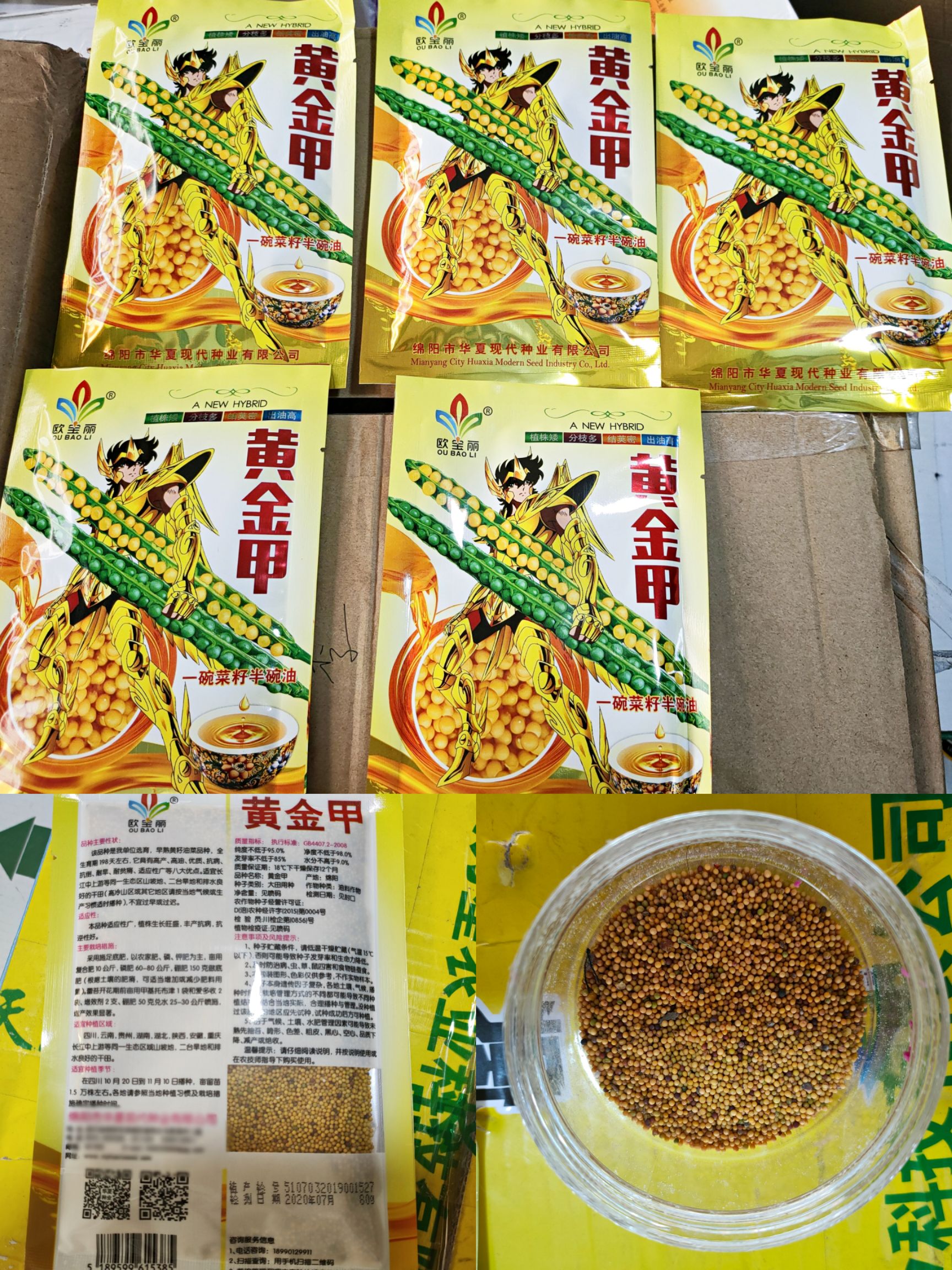 油菜籽种子 金黄油菜