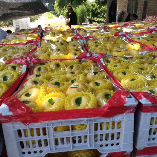 大荔县陕西黄蟠桃7-7油盘7-油盘9量上市核小汁多 现货供应