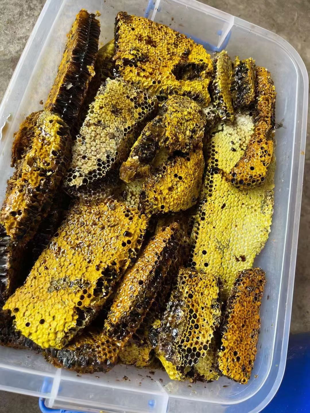 蜂巢蜜  黑蜜 米团花黑蜜 一手货源 支持视频看货