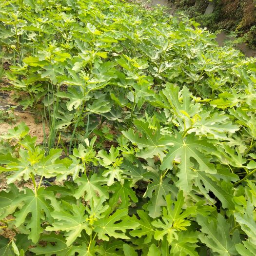 泰安无花果苗波姬红无花果苗 青皮无花果苗