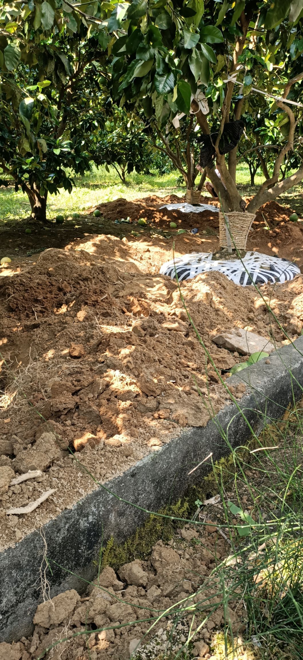 柚树苗  柚子树大量供应