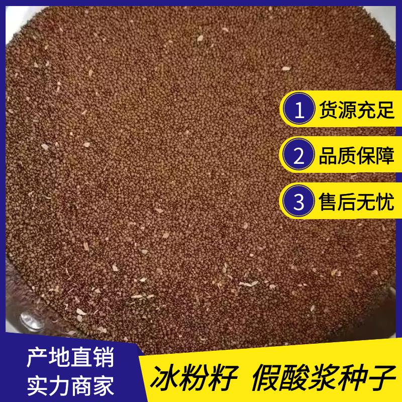 假酸浆，  精选冰粉籽，产地直发量大从优！