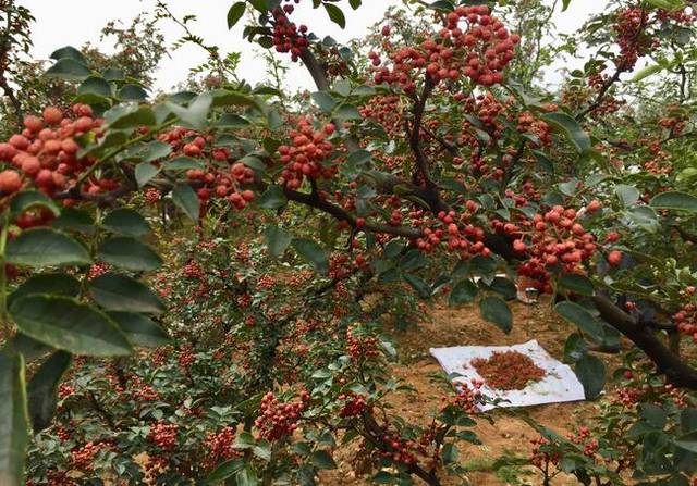 有机肥  复合微生物有机菌肥