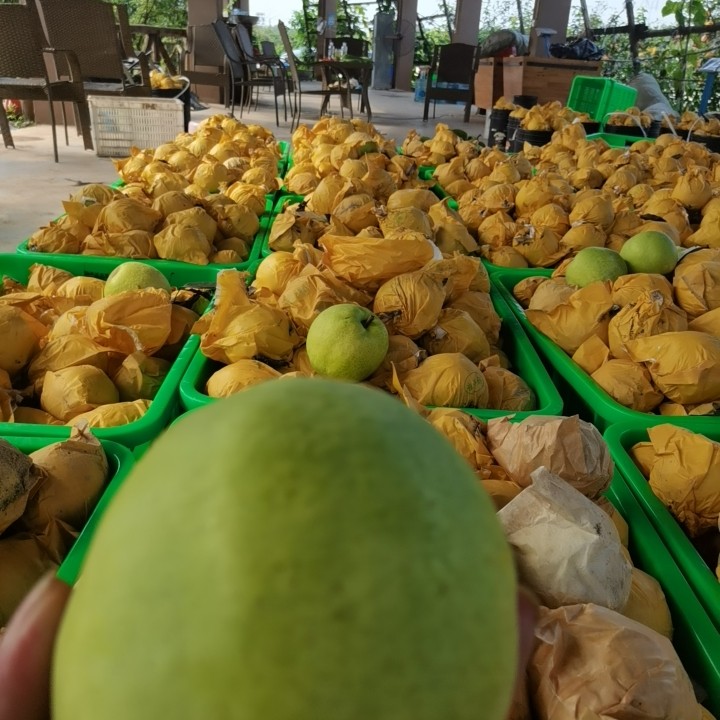 绿宝石梨 四川省成都市大邑县 