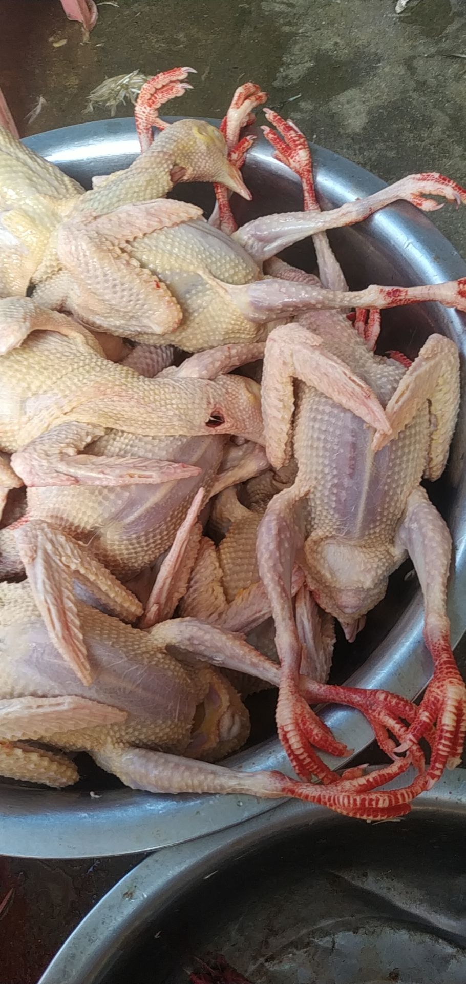 白条鸽 出售3年老鸽，25蚊一只