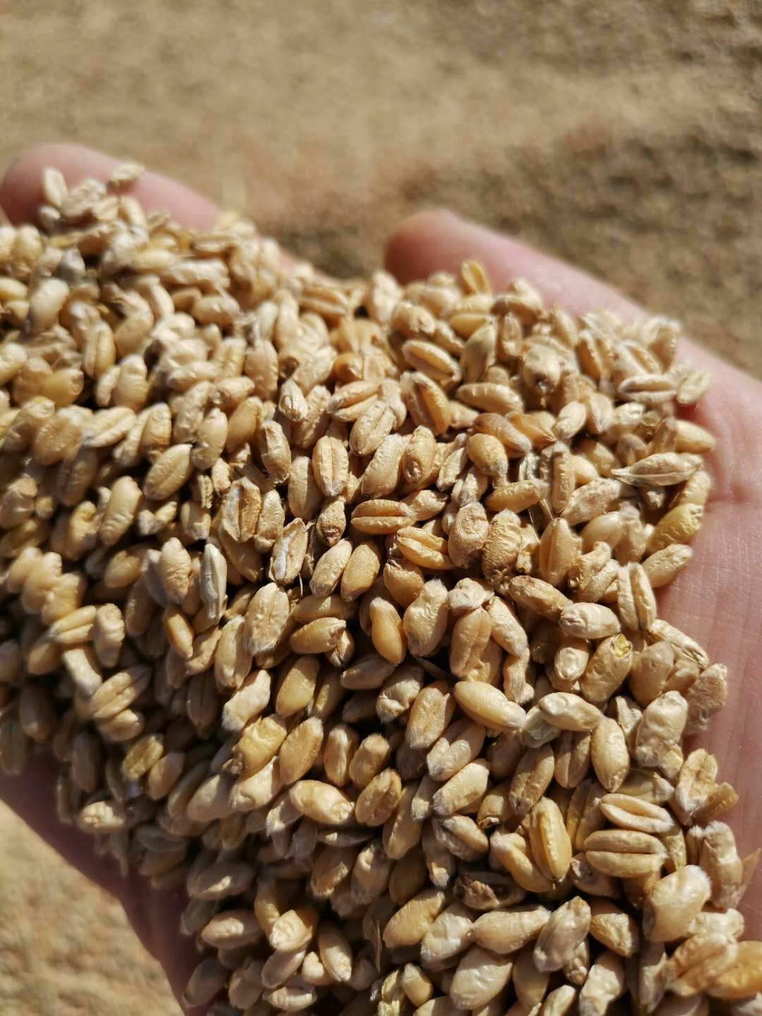 6%以上 品种名 红麦 大批量可走车皮或汽运,小