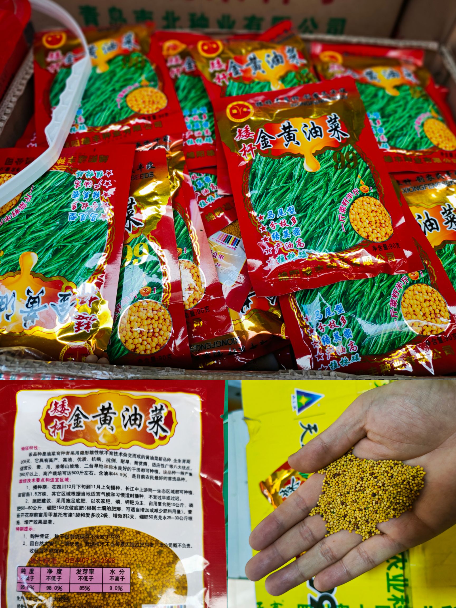 油菜籽种子 金黄油菜