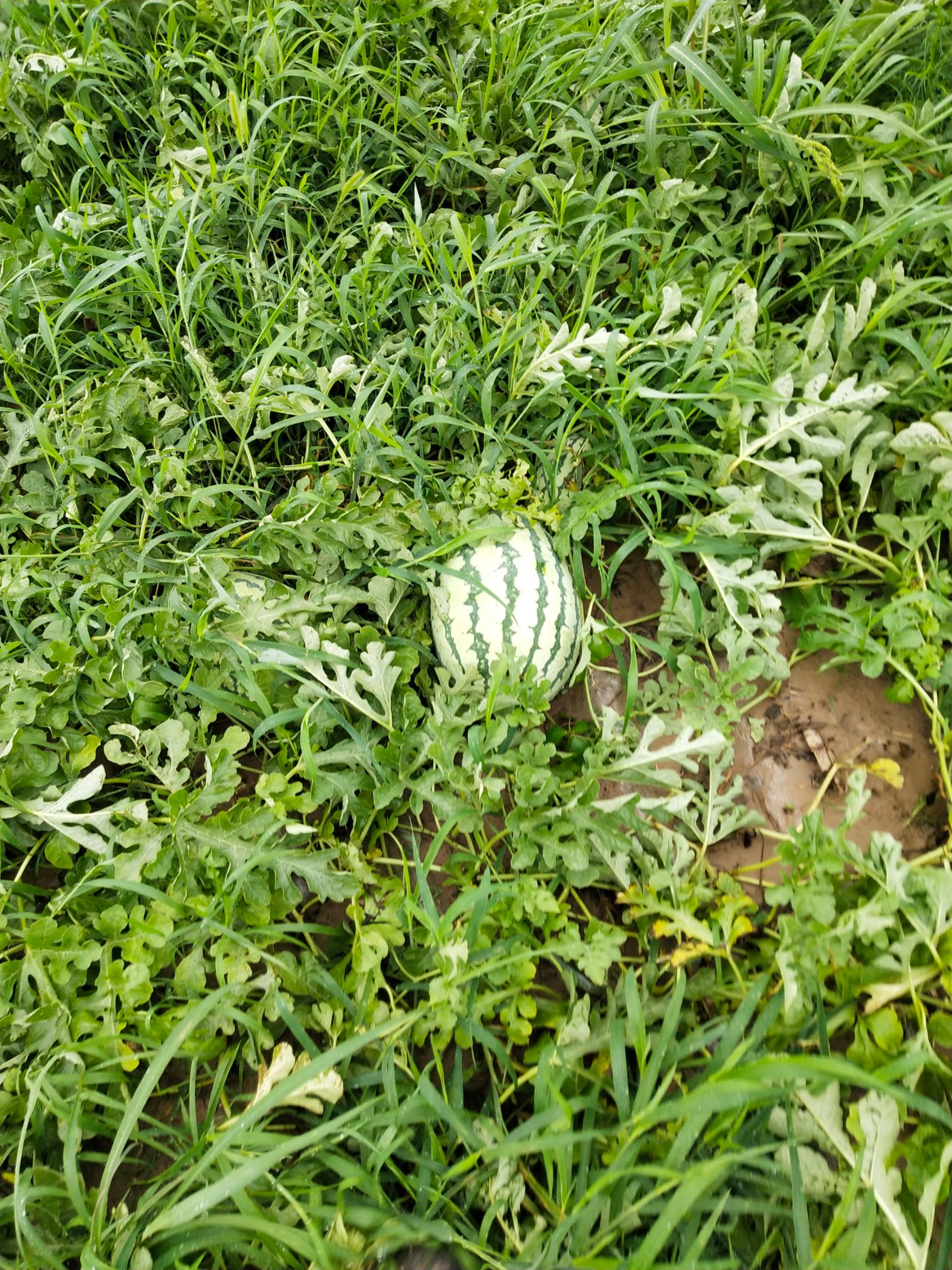 西农西瓜 山东省滨州市沾化区 1茬 