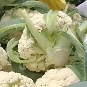定西 有机花菜
