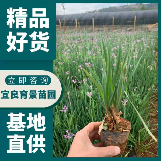 宜良县紫娇花