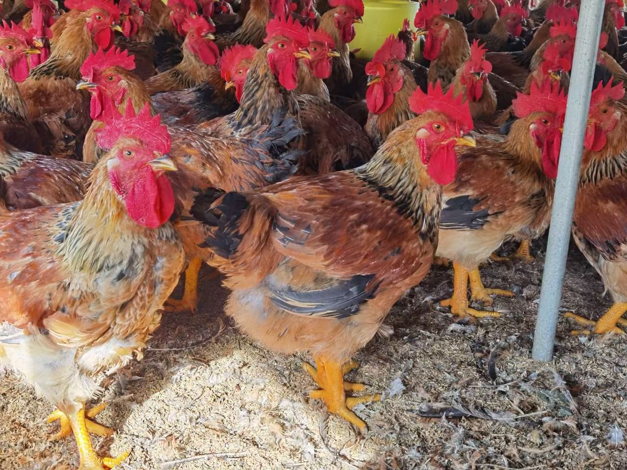 三黄鸡  麻黄公