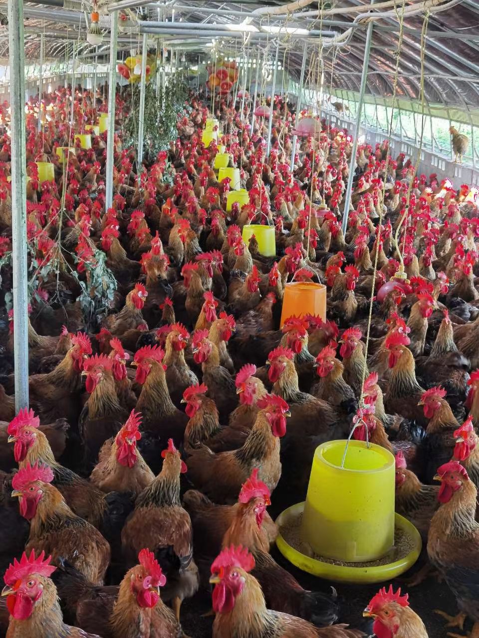 三黄鸡  麻黄公