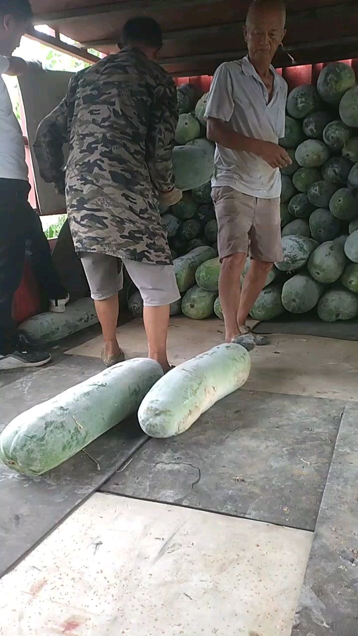 长白条 白皮冬瓜 基地直发