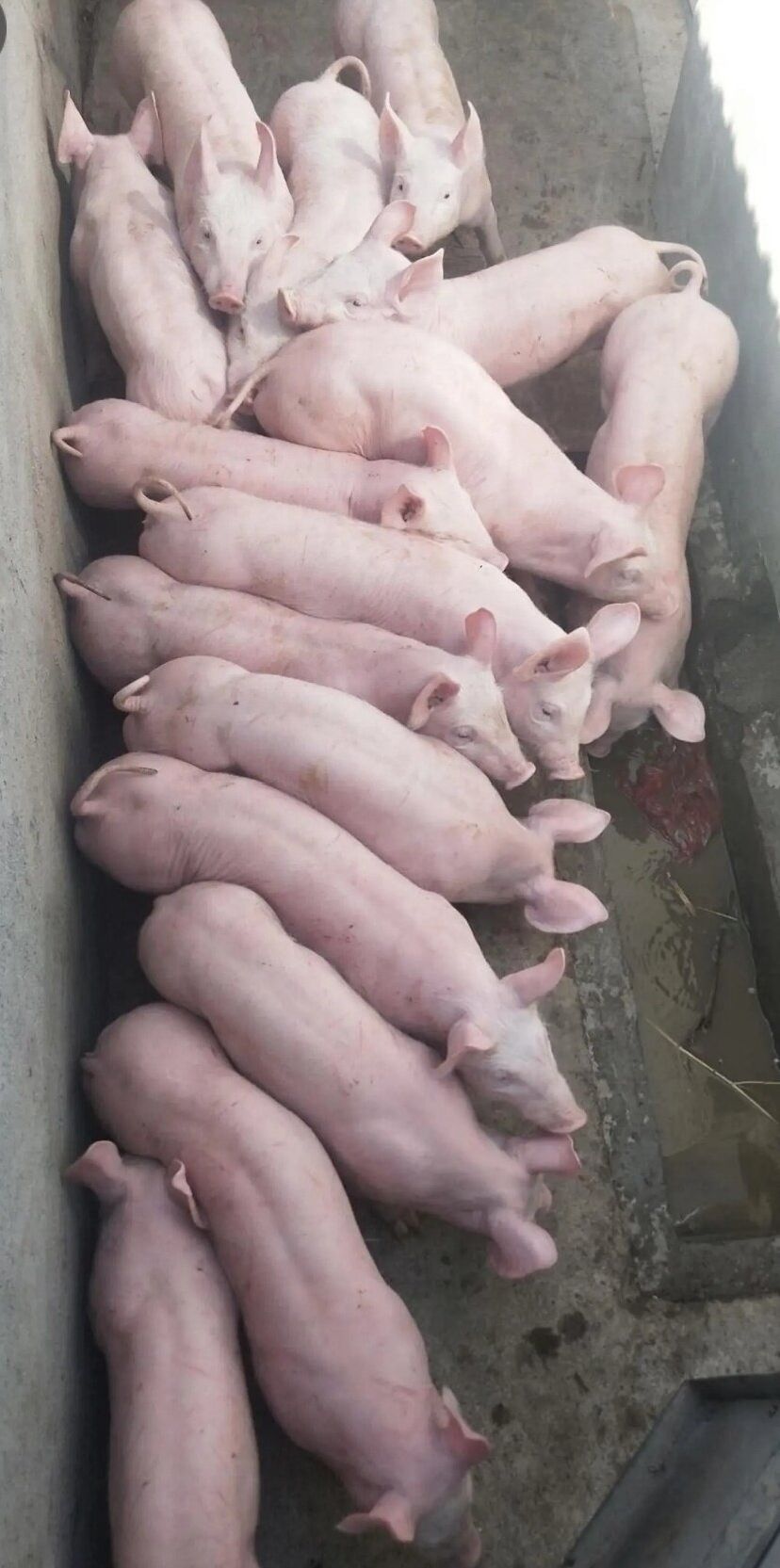 [长白仔猪批发]长白仔猪 山东猪场直供 保证健康 检疫到位 全国发货