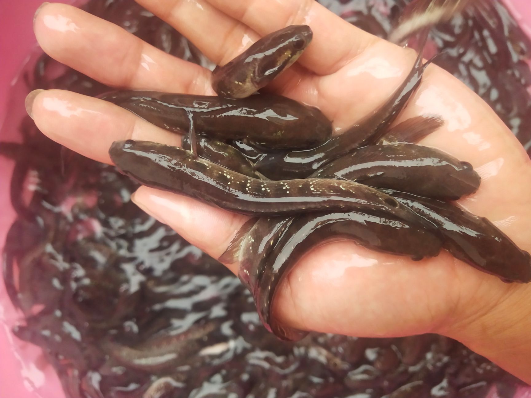 经本苗场培育的七星鱼苗品种优良，抗病能力强成活率高，生长速