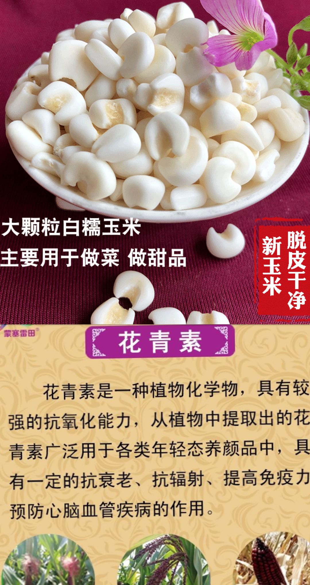 紫玉米粒  紫玉米中粒熬粥紫玉米花青素含量高紫玉米5斤一袋包