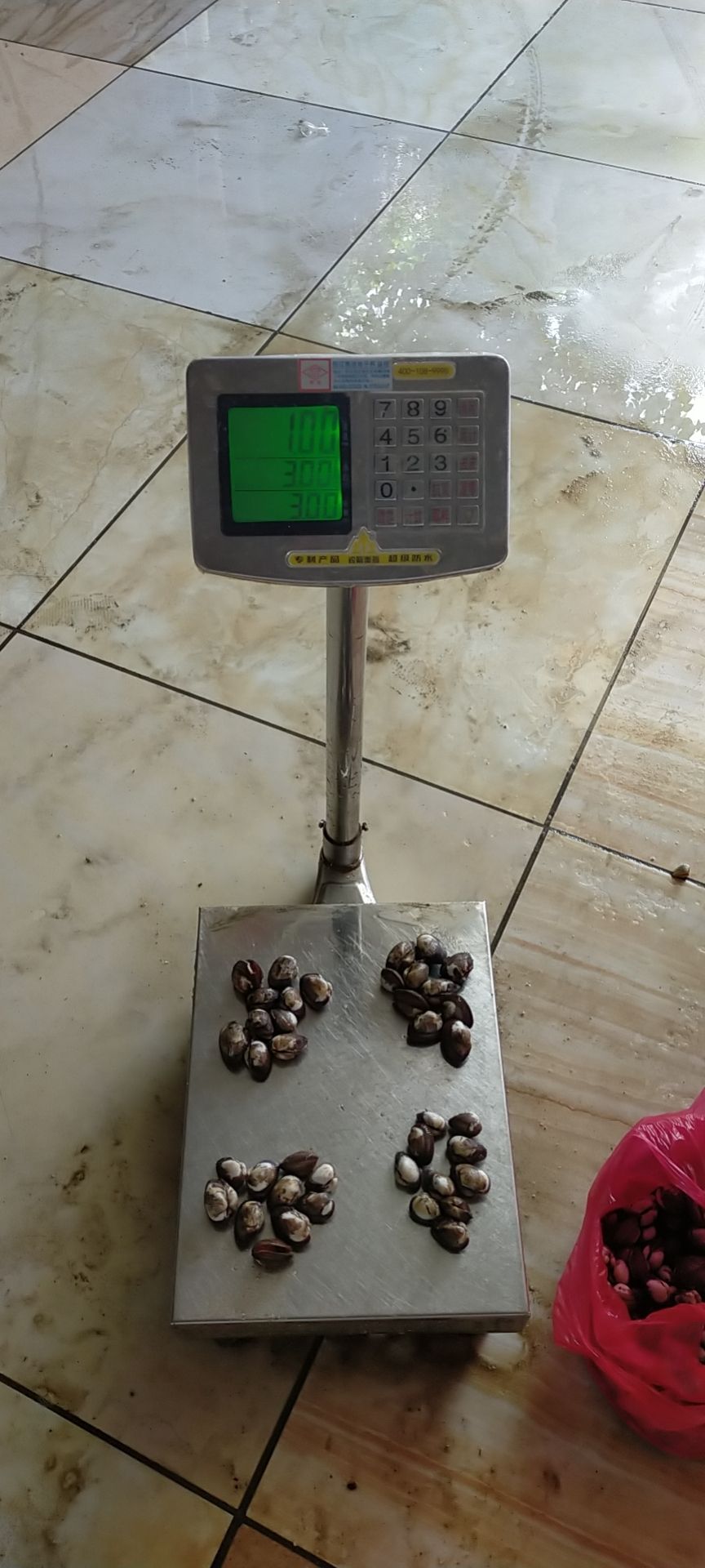 响螺肉 大量红螺 毛螺  毛蛤 螺肉 出售