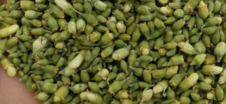 新绛县2022新鲜槐米纯度净，含量高，全国供货