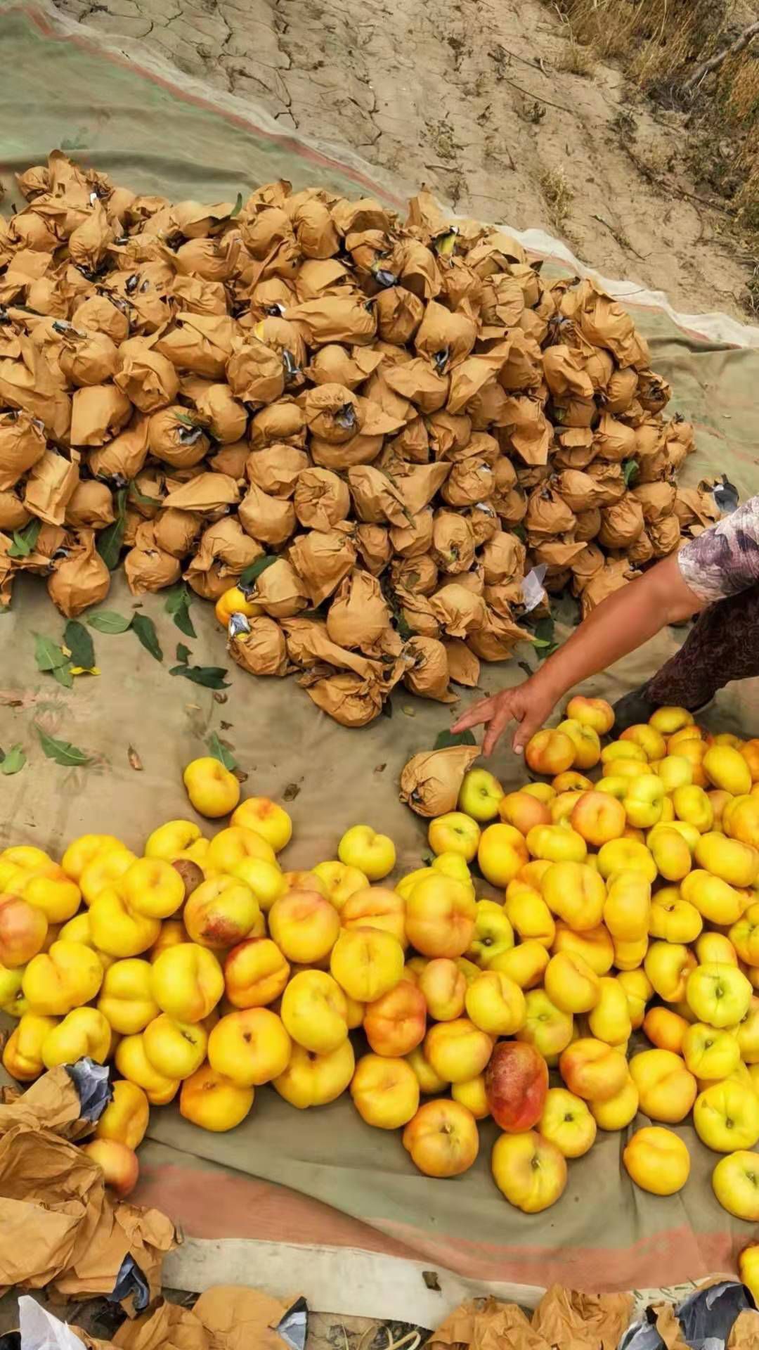 黄油桃 黄盘桃9..7－7等大量上市。毛桃沙牙红桃即将上市
