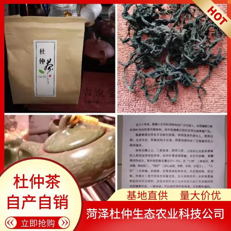 杜仲苗  两年300亩