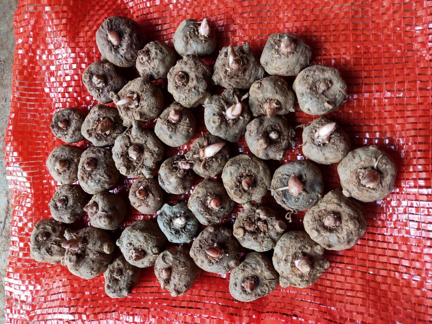 精品魔芋种子基地大量出售批发，收购