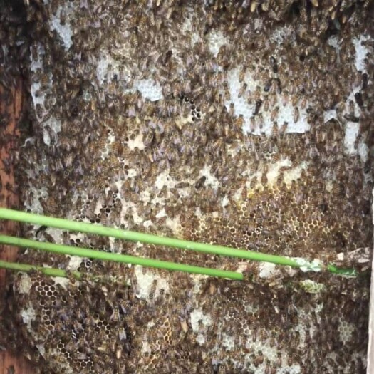 寻乌县土蜂蜜 一年割一次 生物酶活性高 七月初新割