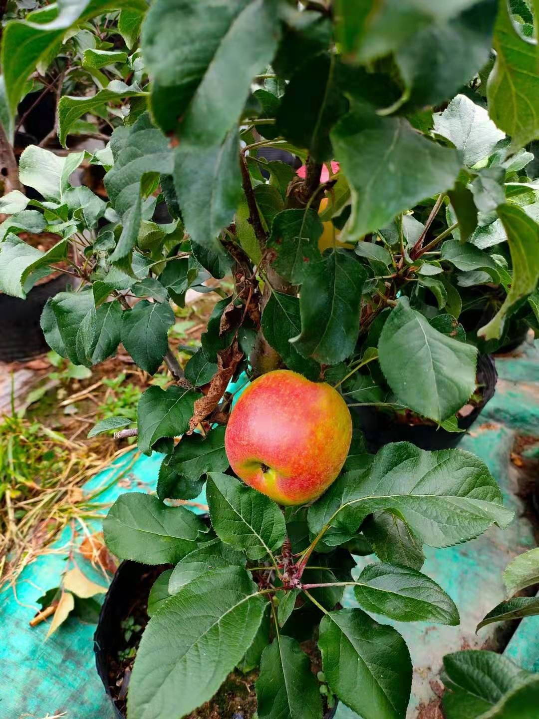营养杯苹果树苗