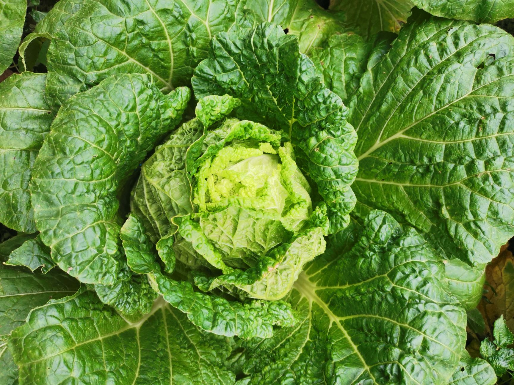 黄心大白菜。来自大山深处天然绿色。无虫眼。耐运输。