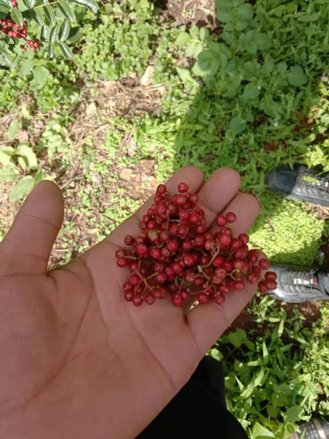 大红袍花椒  云南大红袍。