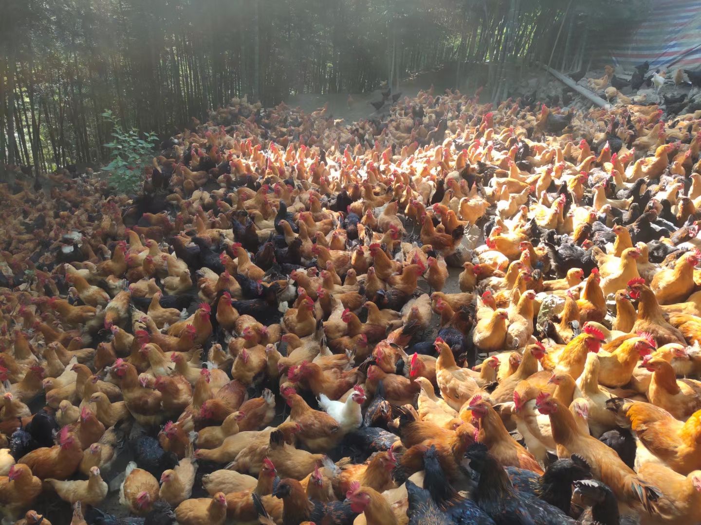 山上放养土鸡，要的联系。