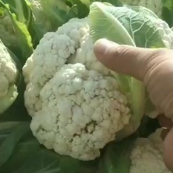 白花菜花  高原夏菜质量不错有需要的可以联系我