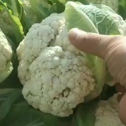 定西白花菜花  高原夏菜质量不错有需要的可以联系我