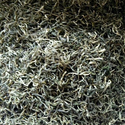无极县 绿茶毛峰茶